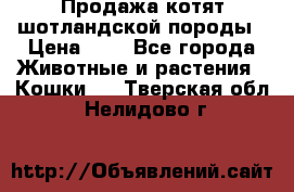 Продажа котят шотландской породы › Цена ­ - - Все города Животные и растения » Кошки   . Тверская обл.,Нелидово г.